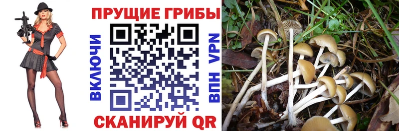 Псилоцибиновые грибы Magic Shrooms  Купить закладки  Хабаровск 